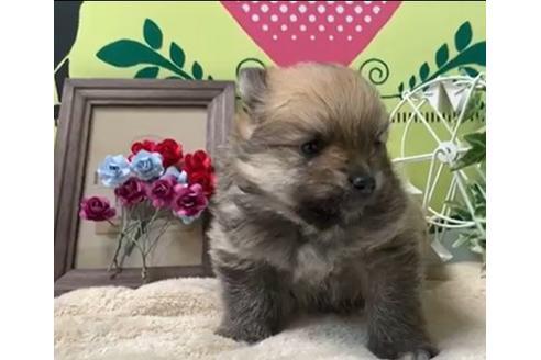 成約済の栃木県のポメラニアン-128143の1枚目