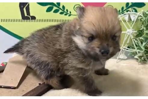 成約済の栃木県のポメラニアン-128143の2枚目