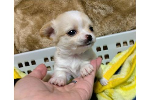 福岡県のチワワ ロングコート 女の子 21 03 01生まれ 4姉妹のチワワ ベビー産まれました 子犬id ブリーダーナビ