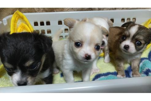 成約済の福岡県のチワワ(ロングコート)-126064の2枚目