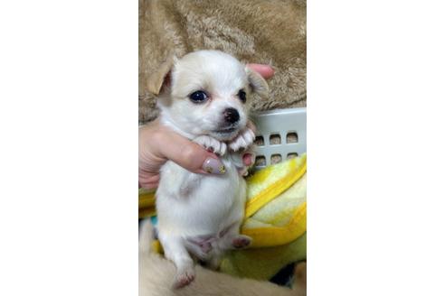 成約済の福岡県のチワワ(ロングコート)-126067の2枚目
