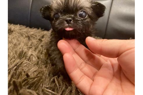 成約済の福岡県のミックス犬-125931の1枚目