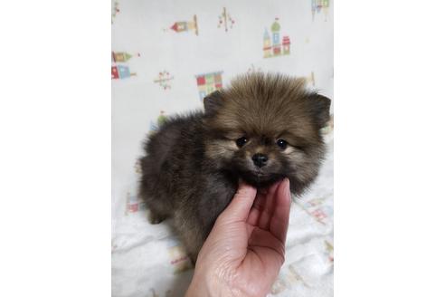 ポメラニアンでオレンジセーブルの子犬を探す ブリーダーナビ ポメラニアンでオレンジセーブルの子犬を探す ブリーダーナビ