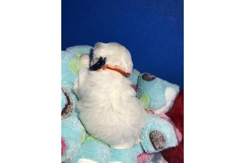 成約済の佐賀県のミックス犬-128195の2枚目