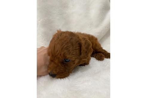 成約済の埼玉県のトイプードル-127497の11枚目
