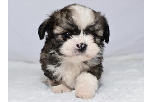 愛知県のミックス犬 男の子 21 02 19生まれ レッド ホワイト 子犬id ブリーダーナビ