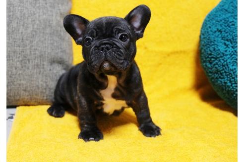 子犬