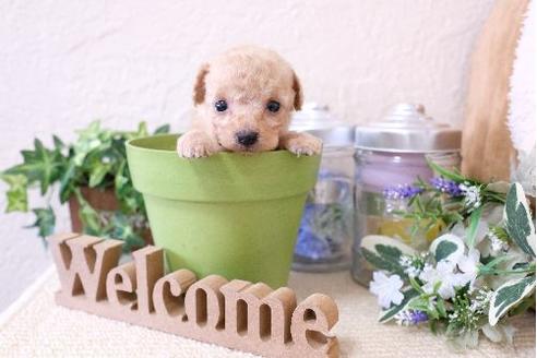 成約済の滋賀県のトイプードル-128242