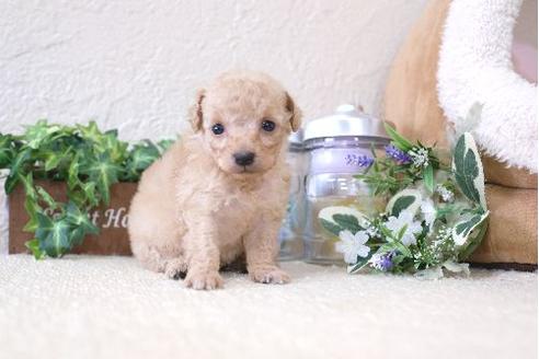 成約済の滋賀県のトイプードル-128242の3枚目