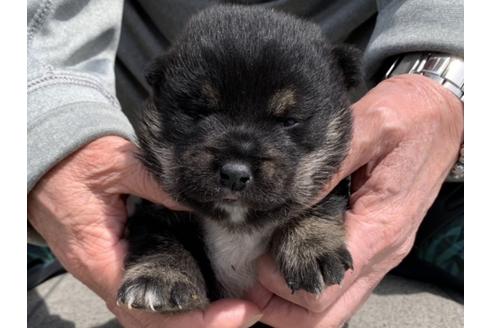 成約済の長崎県の柴犬-128247の1枚目