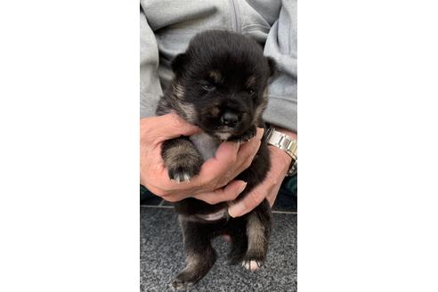 成約済の長崎県の柴犬-128247の5枚目