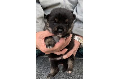 成約済の長崎県の柴犬-128247の4枚目