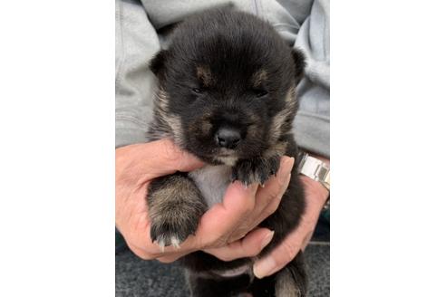 成約済の長崎県の柴犬-128247の3枚目