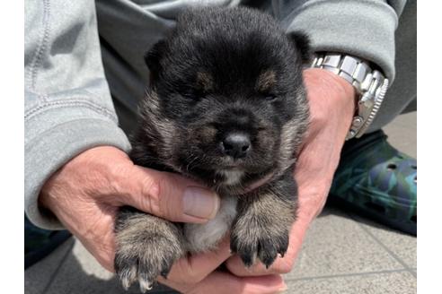 成約済の長崎県の柴犬-128247の2枚目