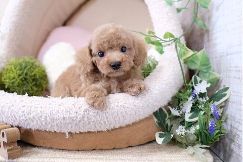 成約済の滋賀県のトイプードル-126820の1枚目