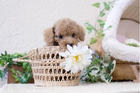 成約済の滋賀県のトイプードル-126820の4枚目