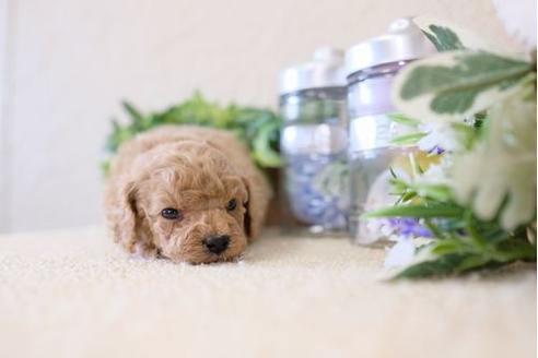 成約済の滋賀県のトイプードル-126820の3枚目