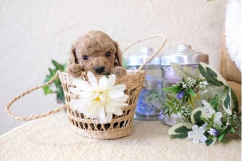 成約済の滋賀県のトイプードル-126820の2枚目