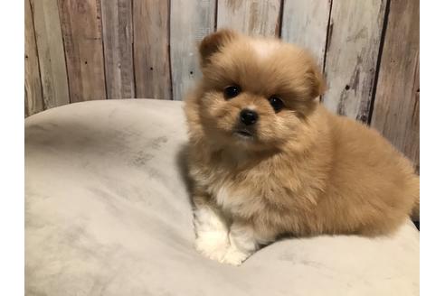 成約済の千葉県のミックス犬-128284の4枚目
