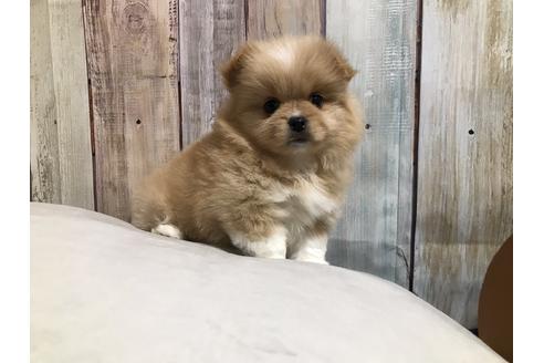 成約済の千葉県のミックス犬-128284の2枚目
