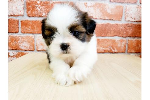 成約済の神奈川県のシーズー-128298の1枚目