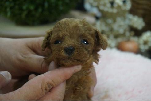 成約済の京都府のティーカッププードル-128395の2枚目