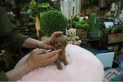 成約済の京都府のティーカッププードル-128395の3枚目