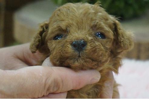 成約済の京都府のティーカッププードル-128395