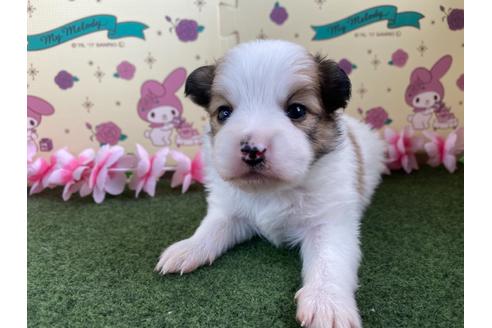 成約済の栃木県のミックス犬-128410の1枚目