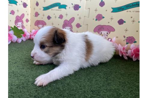 成約済の栃木県のミックス犬-128410の6枚目