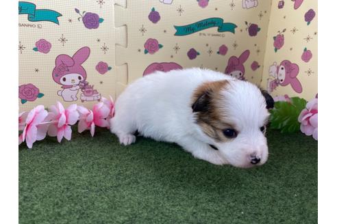 成約済の栃木県のミックス犬-128410の5枚目