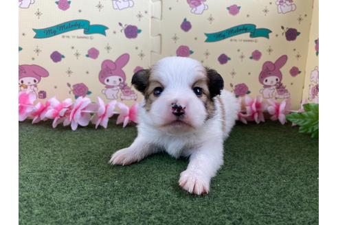 成約済の栃木県のミックス犬-128410の4枚目
