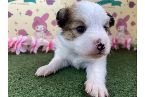 成約済の栃木県のミックス犬-128410の3枚目