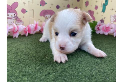 成約済の栃木県のミックス犬-128411の1枚目