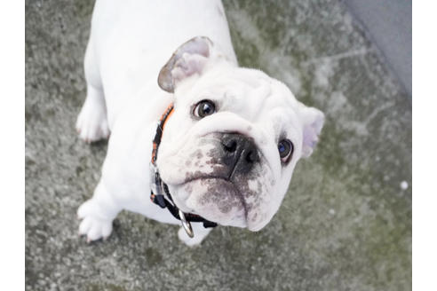 成約済の愛媛県のブルドッグ-122841の1枚目