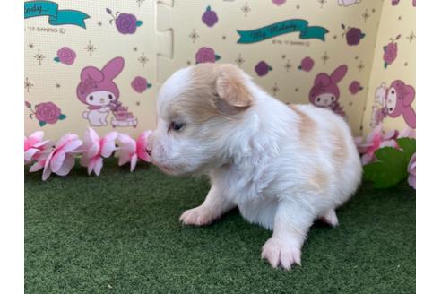 成約済の栃木県のミックス犬-128411の7枚目