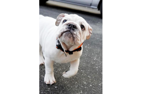 成約済の愛媛県のブルドッグ-122841の4枚目