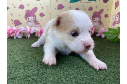 成約済の栃木県のミックス犬-128411の6枚目