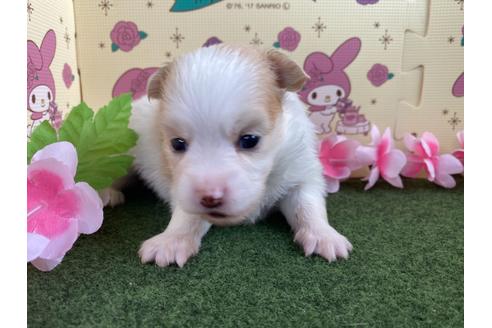 成約済の栃木県のミックス犬-128411の5枚目