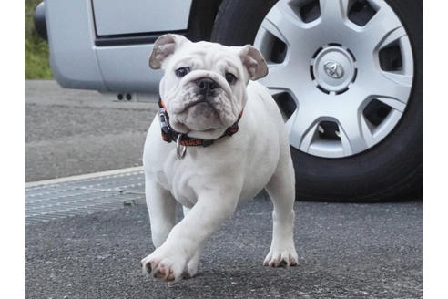 成約済の愛媛県のブルドッグ-122841の3枚目