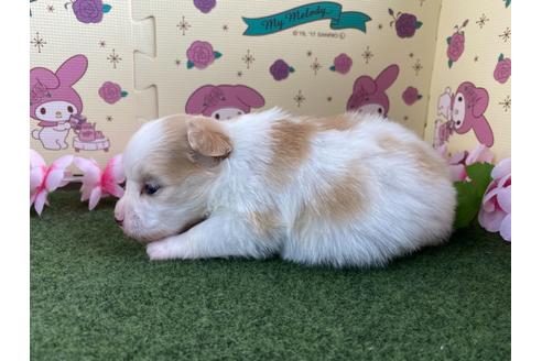 成約済の栃木県のミックス犬-128411の4枚目
