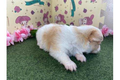 成約済の栃木県のミックス犬-128411の3枚目