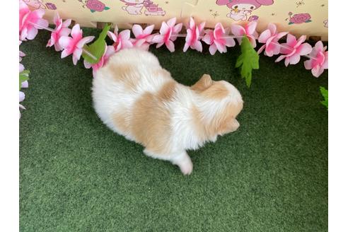 成約済の栃木県のミックス犬-128411の2枚目