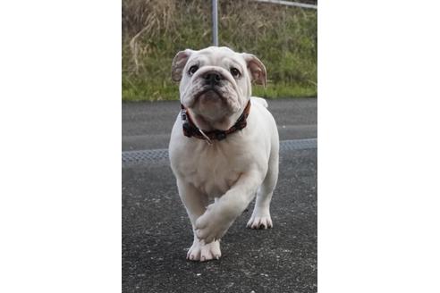 成約済の愛媛県のブルドッグ-122841の2枚目
