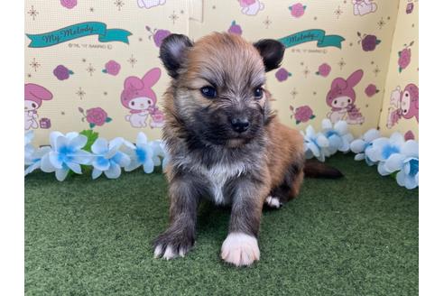 成約済の栃木県のミックス犬-128412の1枚目