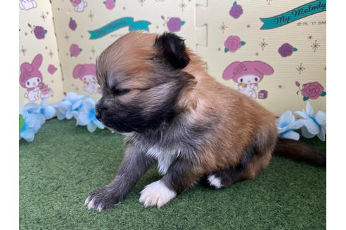 成約済の栃木県のミックス犬-128412の6枚目