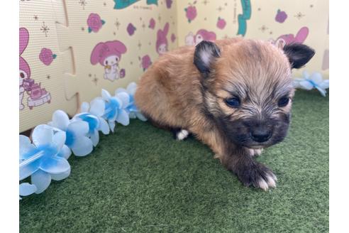成約済の栃木県のミックス犬-128412の5枚目