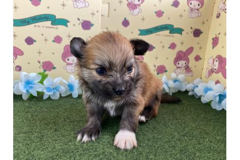 成約済の栃木県のミックス犬-128412の4枚目