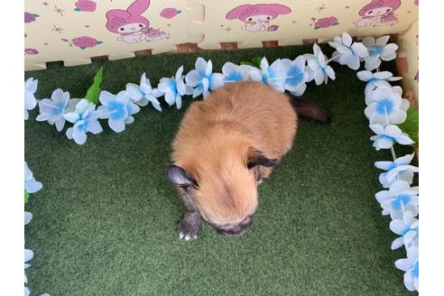 成約済の栃木県のミックス犬-128412の2枚目