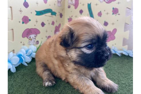 成約済の栃木県のミックス犬-128413の10枚目